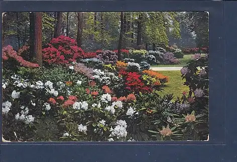 AK Dresden Kgl. Grosser Garten Rhododendronhain 1920