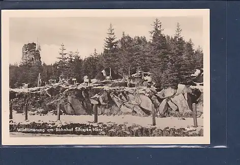 AK Wildfütterung am Bahnhof Schierke 1954