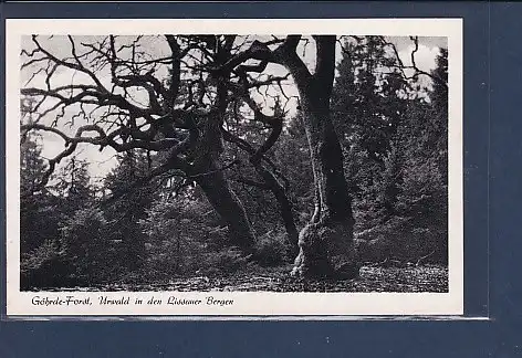 AK Göhrde Forst Urwald in den Lissauer Bergen 1940