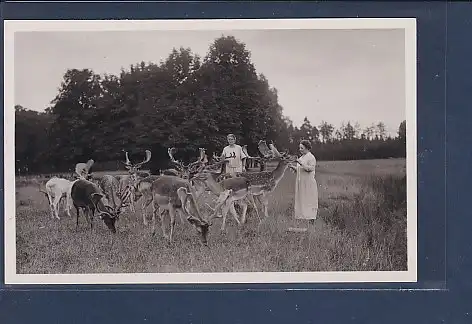 AK Wirtschaftsbetrieb Tiergarten Hannover Kirchrode Damwild 1940