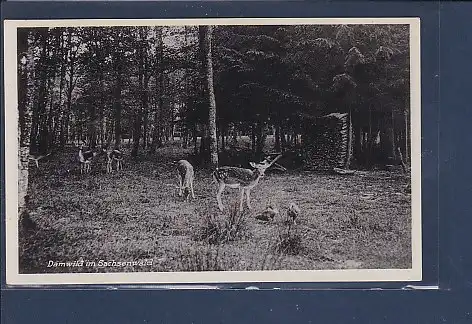 AK Friedrichsruh Damwild im Sachsenwald 1930