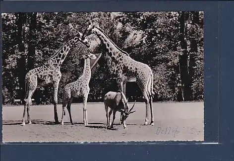 AK Zoologischer Garten Frankfurt am Main Massai Giraffen 1958