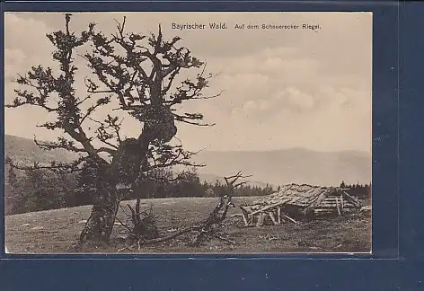 AK Bayrischer Wald Auf dem Scheuerecker Riegel 1920