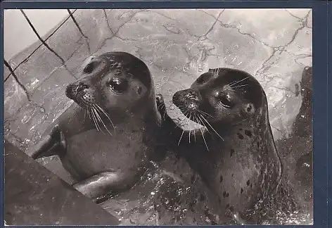 [Ansichtskarte] AK Sonny und Bobby im Nordsee Aquarium Büsum 1980. 