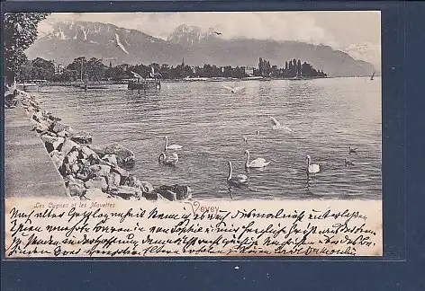 [Ansichtskarte] AK Vevey Les Cygnes et les Mouettes 1903. 