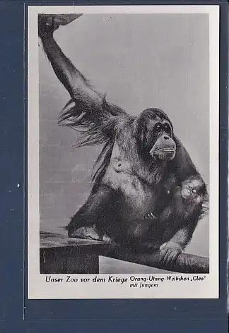 [Ansichtskarte] AK Unser Zoo vor dem Kriege Orang Utang Weibchen Cleo mit Jungem 1940. 