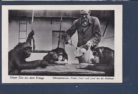 [Ansichtskarte] AK Unser Zoo vor dem Kriege Schimpansinnen Titine Susi und Lore bei der Mahlzeit 1940. 