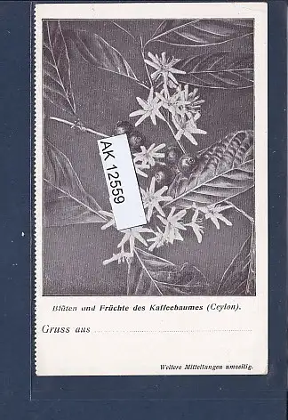 [Ansichtskarte] AK Blüten und Früchte des Kaffeebaumes ( Ceylon) 1920. 