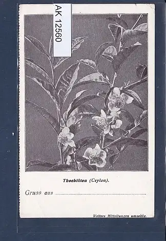 [Ansichtskarte] AK Theeblüte ( Ceylon) Adolph Richter & Co Hamburg 1920. 