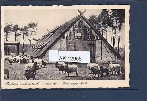 [Ansichtskarte] AK Heidschnuckenstall Munster Lüneburger Heide 1930. 