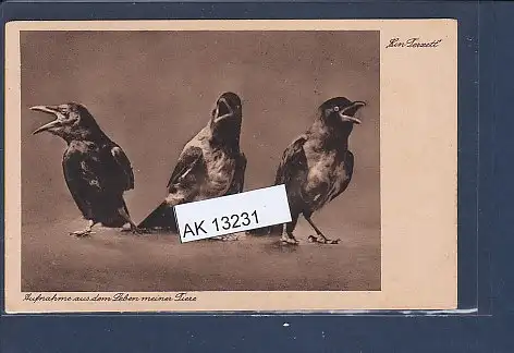 [Ansichtskarte] AK Ein Terzett Aufnahme aus dem Leben meiner Tiere 1930. 