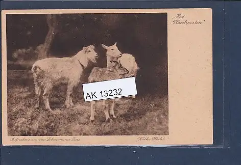 [Ansichtskarte] AK Auf Horchposten Aufnahme aus dem Leben meiner Tiere 1930. 