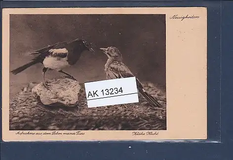 [Ansichtskarte] AK Neuigkeiten Aufnahme aus dem Leben meiner Tiere 1930. 