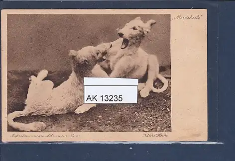 [Ansichtskarte] AK Mordskerle Aufnahme aus dem Leben meiner Tiere 1930. 