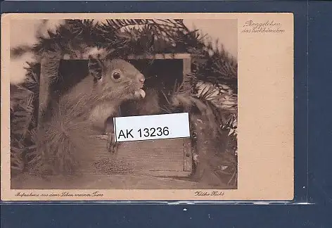 [Ansichtskarte] AK Bengelchen das Eichhörnchen Aufnahme aus dem Leben meiner Tiere 1930. 