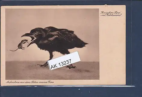 [Ansichtskarte] AK Zwischen Lipp und Kelchesrand Aufnahme aus dem Leben meiner Tiere 1930. 