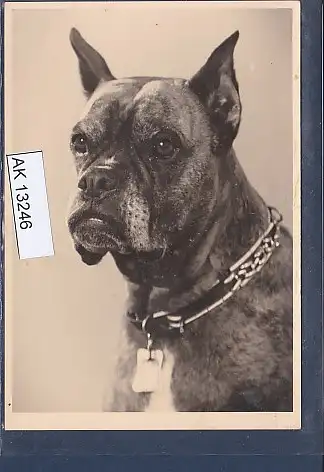 [Ansichtskarte] Photo AK Hund Boxer. 