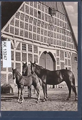 [Ansichtskarte] AK Pferde vor dem Stall 1970. 