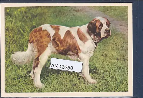 [Ansichtskarte] AK Hund Bernhardiner 1960. 