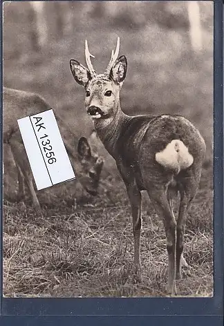 [Ansichtskarte] AK Rehe 1966. 