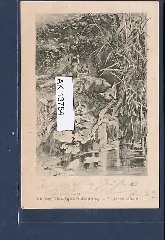 [Ansichtskarte] AK Fuchsfamilie im Wald 1901. 