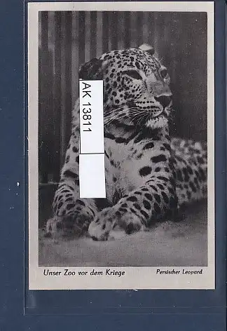 [Ansichtskarte] AK Unser Zoo vor dem Kriege Persischer Leopard 1940. 