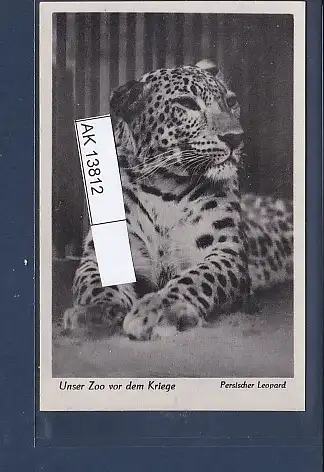 [Ansichtskarte] AK Unser Zoo vor dem Kriege Persischer Leopard 1940. 