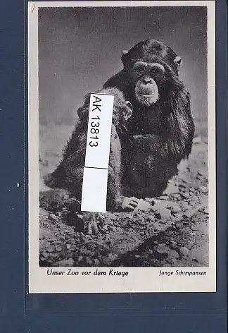 [Ansichtskarte] AK Unser Zoo vor dem Kriege Junge Schimpansen 1940. 