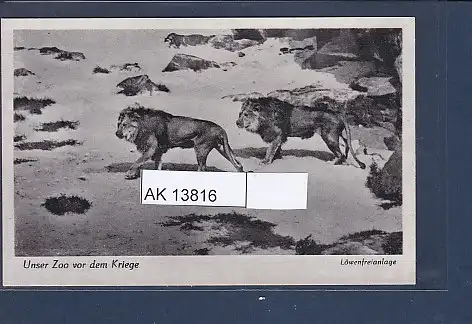 [Ansichtskarte] AK Unser Zoo vor dem Kriege Löwenfreianlage 1940. 