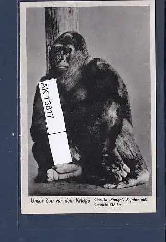 [Ansichtskarte] AK Unser Zoo vor dem Kriege Gorilla Pongo 8 Jahre alt 1940. 