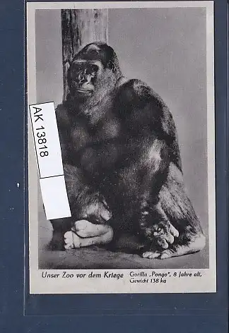 [Ansichtskarte] AK Unser Zoo vor dem Kriege Gorilla Pongo 8 Jahre alt 1940. 