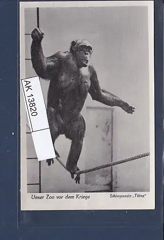 [Ansichtskarte] AK Unser Zoo vor dem Kriege Schimpansin Titine 1940. 