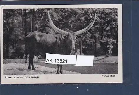 [Ansichtskarte] AK Unser Zoo vor dem Kriege Watussi Rind 1940. 