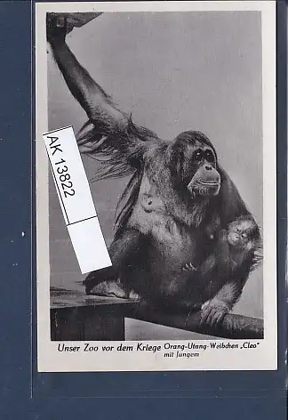 [Ansichtskarte] AK Unser Zoo vor dem Kriege Orange Utang Weibchen Cleo mit Jungem 1940. 