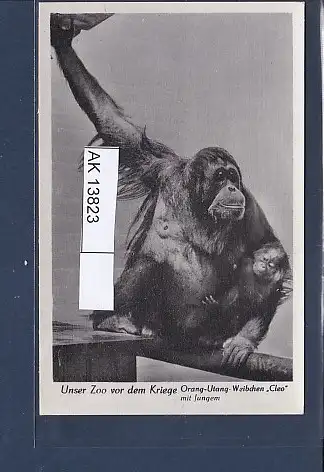 [Ansichtskarte] AK Unser Zoo vor dem Kriege Orange Utang Weibchen Cleo mit Jungem 1940. 