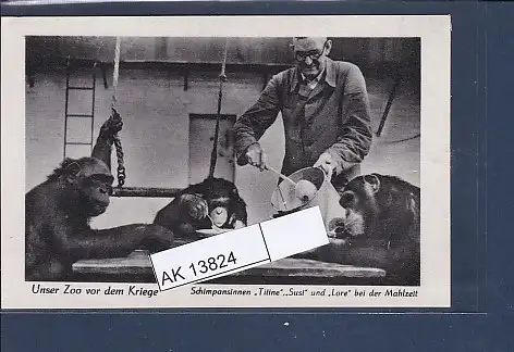 [Ansichtskarte] AK Unser Zoo vor dem Kriege Schimpansinnen Titine Susi und Lore bei der Mahlzeit 1940. 