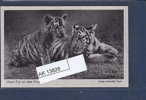 [Ansichtskarte] AK Unser Zoo vor dem Kriege Junge sibirische Tiger 1940. 