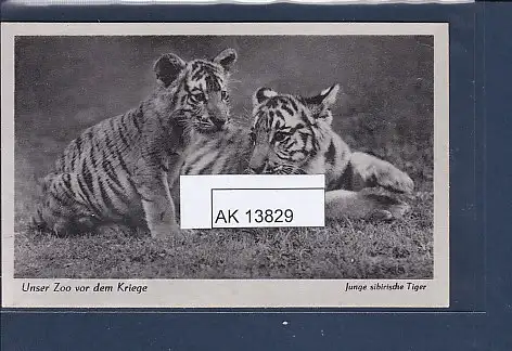 [Ansichtskarte] AK Unser Zoo vor dem Kriege Junge sibirische Tiger 1940. 