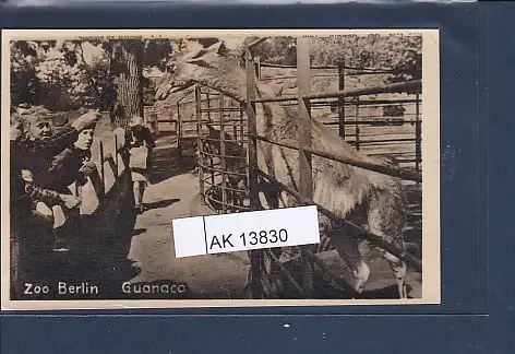 [Ansichtskarte] AK Zoo Berlin  Guanaco 1940. 