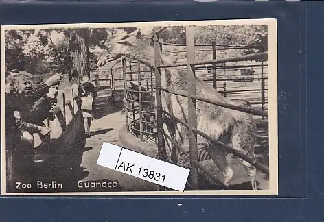 [Ansichtskarte] AK Zoo Berlin  Guanaco 1940. 