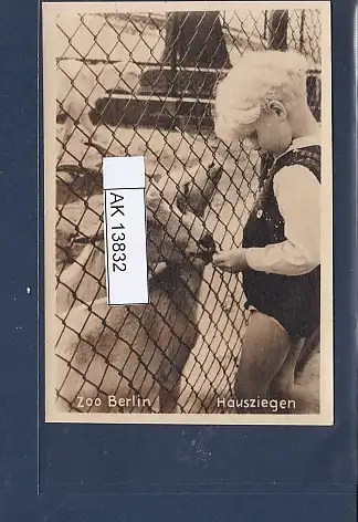 [Ansichtskarte] AK Zoo Berlin  Hausziegen 1940. 