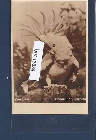 [Ansichtskarte] AK Zoo Berlin  Gelbhauben Kakadu 1940. 