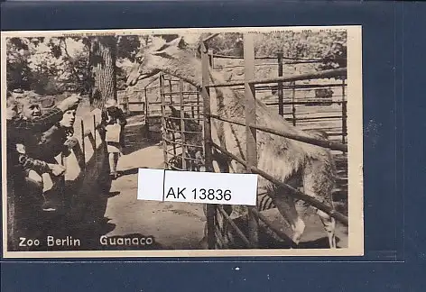 [Ansichtskarte] AK Zoo Berlin  Guanaco 1940. 