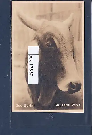 [Ansichtskarte] AK Zoo Berlin  Gudzerat Zebu 1940. 