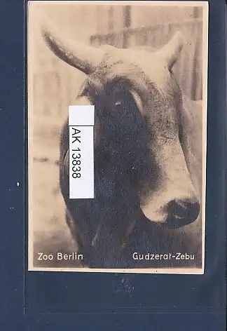 [Ansichtskarte] AK Zoo Berlin  Gudzerat Zebu 1940. 