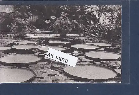 [Ansichtskarte] AK Botanischer Garten Berlin Dahlem Victoria regia Lindl 1930. 