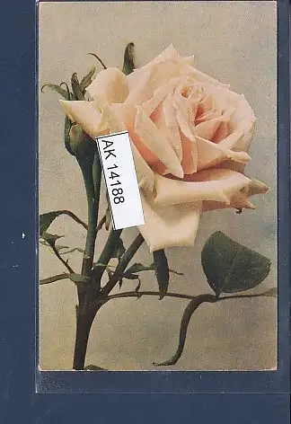 [Ansichtskarte] AK Rose Capitain Christy Blumen Hübner Blumenbinderei Berlin Charlottenburg 1920. 