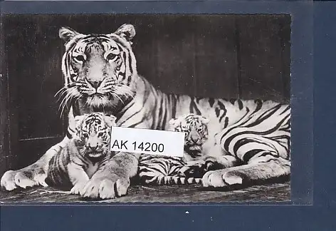 [Ansichtskarte] AK Zoologischer Garten Berlin Bengal Tigerin mit Jungen 1960. 