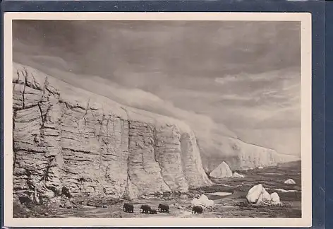 [Ansichtskarte] AK Geologisch Paläontologisches Museum Museum für Naturkunde Der Eisrand 1954. 