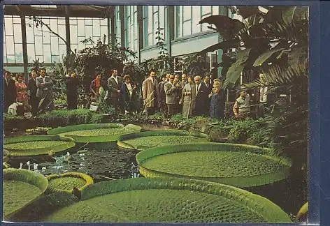 [Ansichtskarte] AK Tierpark Berlin Victoria cruziana im Alfred Brehm Haus 1970. 